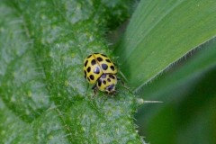 Psyllobora vigintiduopunctata, - 22 Spot Ladybird, Austerfield.