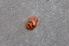 Subcoccinella vigintiquattuorpunctata - 24 Spot Ladybird, Austerfield. Photo by Samantha Batty