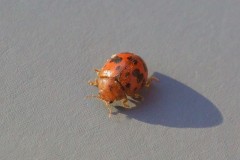 Subcoccinella vigintiquattuorpunctata - 24 Spot Ladybird, Austerfield.