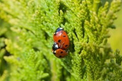 Coccinella septempunctata - 7 Spot Ladybird, Austerfield.