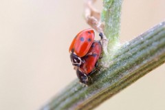 Hippodamia variegata - Adonis Ladybird, Austerfield.