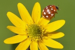 Calvia quattuordecimguttata - Cream Spot Ladybird, Austerfield.