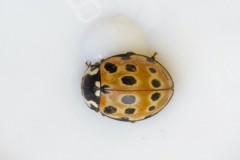 Anatis ocellata - Eyed Ladybird, Austerfield.