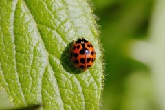 Harmonia axyridis - Harlequin Ladybird, Austerfield.