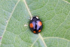 Harmonia axyridis - Harlequin Ladybird,Austerfield.