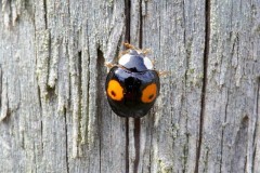 Harmonia axyridis - Harlequin Ladybird, Austerfield.