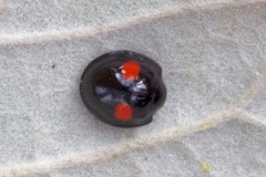 Chilocorus renipustulatus - Kidney-spot Ladybird, Austerfield.