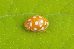 Halyzia sedecimguttata - Orange Ladybird, Austerfield.
