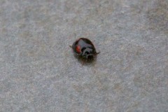 Exochomus quadripustulatus - Pine Ladybird, Austerfield.