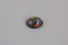 Exochomus quadripustulatus - Pine Ladybird, Austerfield.