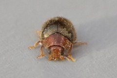 Rhizobius lophanthae, Austerfield.
