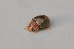 Rhizobius lophanthae, Austerfield.