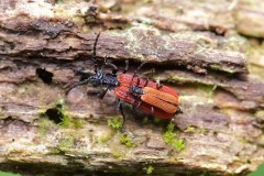 Platycis minutus mating pair, Sherwood Forest CP. Notts.
