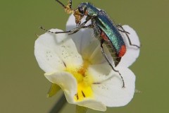 Malachius bipustulatus - Malachite Beetle, ( male showing sex pheromone lobes), Austerfield.