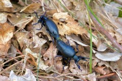 Meloe proscarabaeus, -  Black Oil Beetle, Sherwood Forest, Notts.