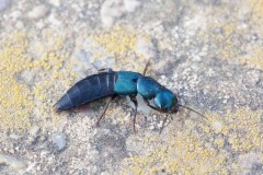 Ocypus ophthalmicus - Blue Rove Beetle, Austerfield.