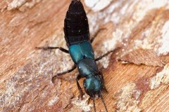 Ocypus ophthalmicus - Blue Rove Beetle, Austerfield.