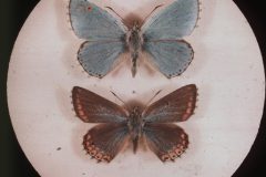 Chalkhill Blue Male & Female