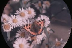 Small Tortoiseshell Butterfly