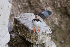 Puffin (Fratercula arctica), RSPB Bempton Cliffs