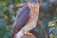 Sparrowhawk (Accipiter nisus), Austerfield.