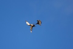 Buzzard, (Buteo buteo), Austerfield.