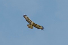 Buzzard, (Buteo buteo), Austerfield.