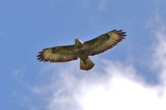 Buzzard ( Buteo buteo),