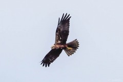 Marsh Harrier (Circus aeuginosus), Thorne Moor.