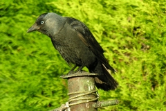 Jackdaw (Corvus monedula), Dinnington