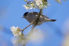 Blackcap (Sylvia atricapilla), Austerfield.