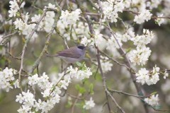 Blackcap (Sylvia atricapilla), male, Austerfield.