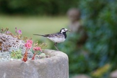 Pied Wagtail (Motacilla alba), Austerfield.