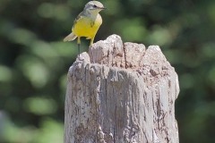 Grey Wagtail (Motacilla cinerea), Austerfield.
