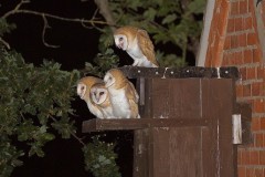 Barn Owl (Tyto alba), Austerfield.