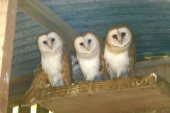 Barn Owls (Tyto alba), (fledglings), Austerfield.