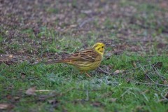 Yellowhammer (Emberiza citrinella), Austerfield.