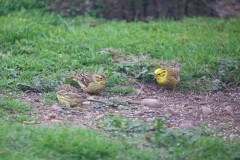 Yellowhammer (Emberiza citrinella), Austerfield.