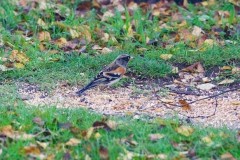 Brambling (Fringilla montifringilla), Austerfield.