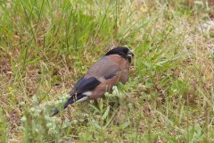 Bullfinch (Pyrrhula Pyrrhula), female, Austerfield.