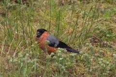 Bullfinch (Pyrrhula Pyrrhula), male, Austerfield.