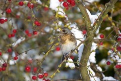 Fieldfare (Turdus pilaris), Austerfield.