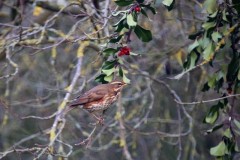 Redwing (Turdus iliacus), Austerfield.