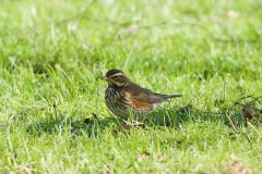 Redwing (Turdus iliacus), Austerfield.