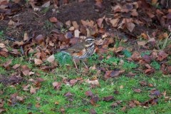 Redwing (Turdus iliacus), Austerfield.
