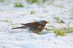 Fieldfare (Turdus pilaris), Austerfield.