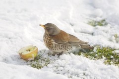 Fieldfare (Turdus pilaris), Austerfield.