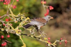 Fieldfare (Turdus pilaris), Austerfield.