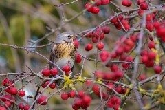 Fieldfare (Turdus pilaris), Austerfield.