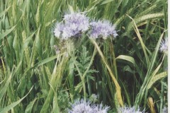 Blaxton Common - Phacelia tanacetifolia- 8 July 2000